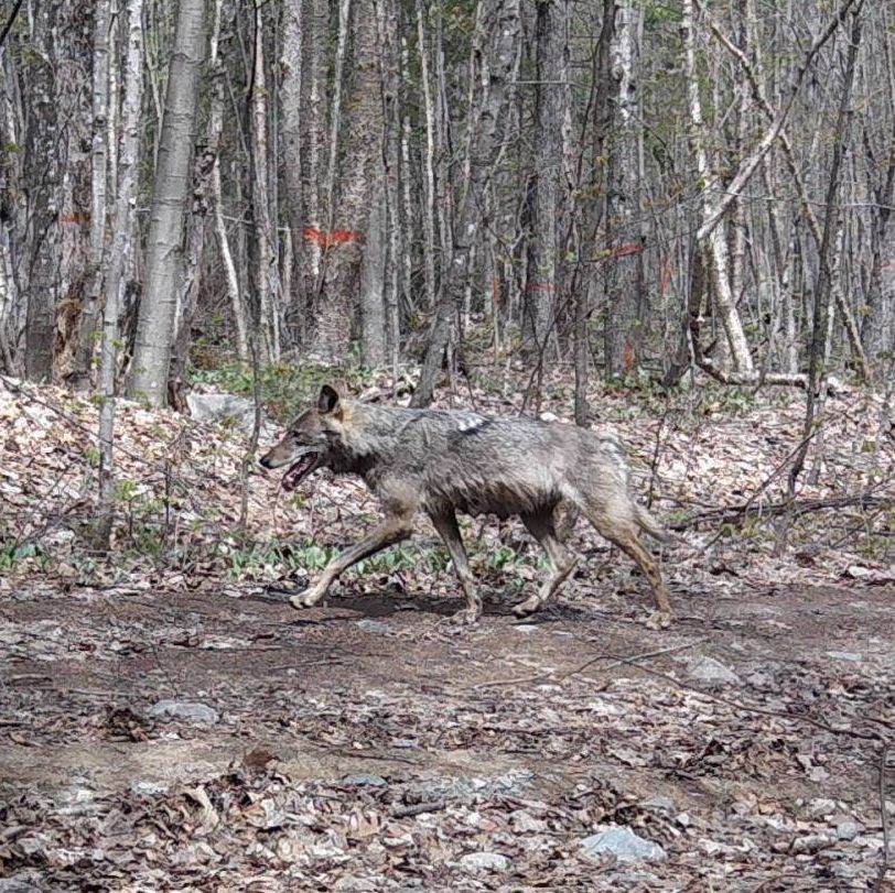Gray wolf trotting across a muddy forest clearing among leafless trees