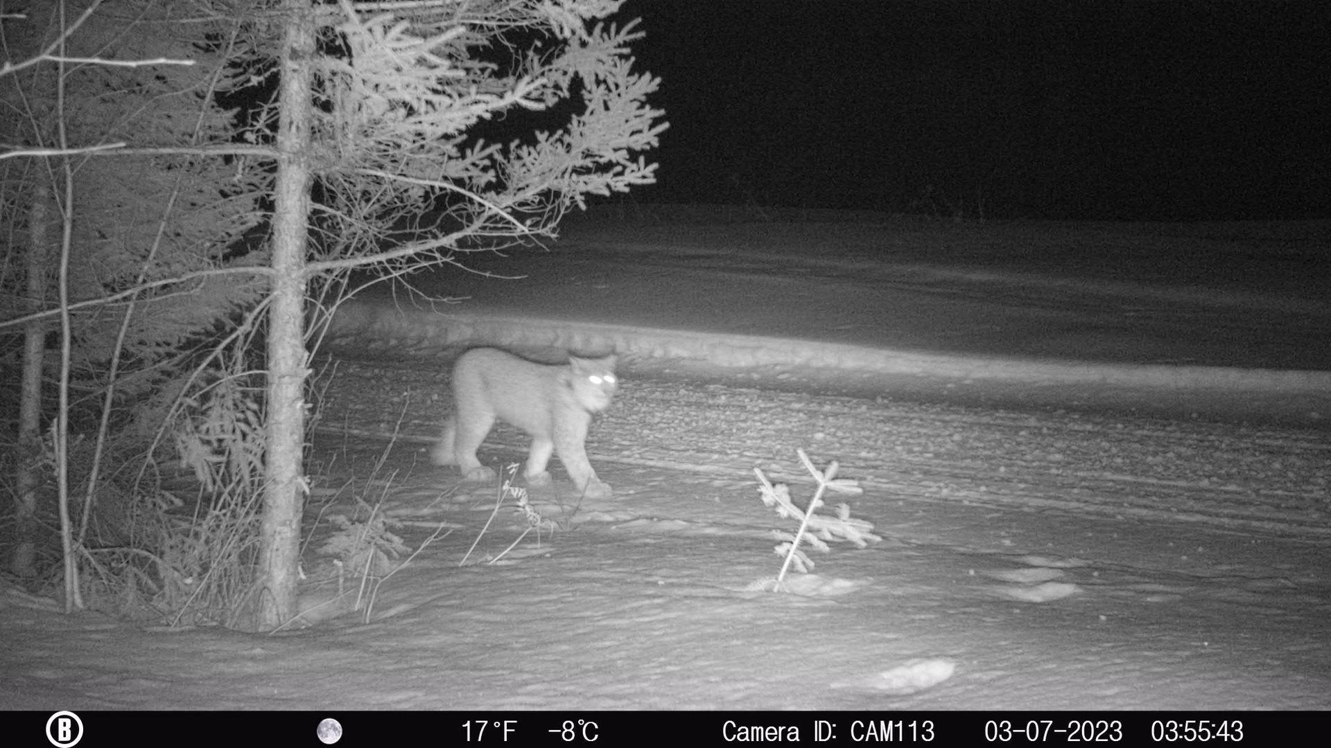 A mountain lion in a snowy, dark setting. Eyes glowing, walking on a path.