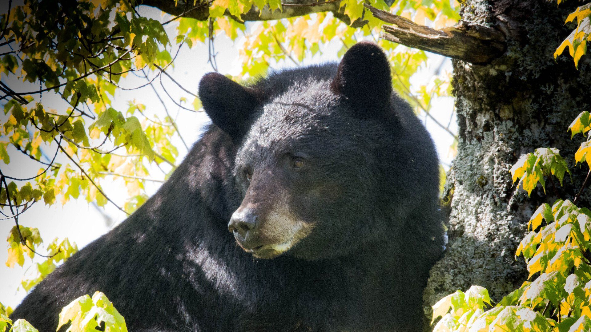 Black bear resting among leafy branches in sunlight