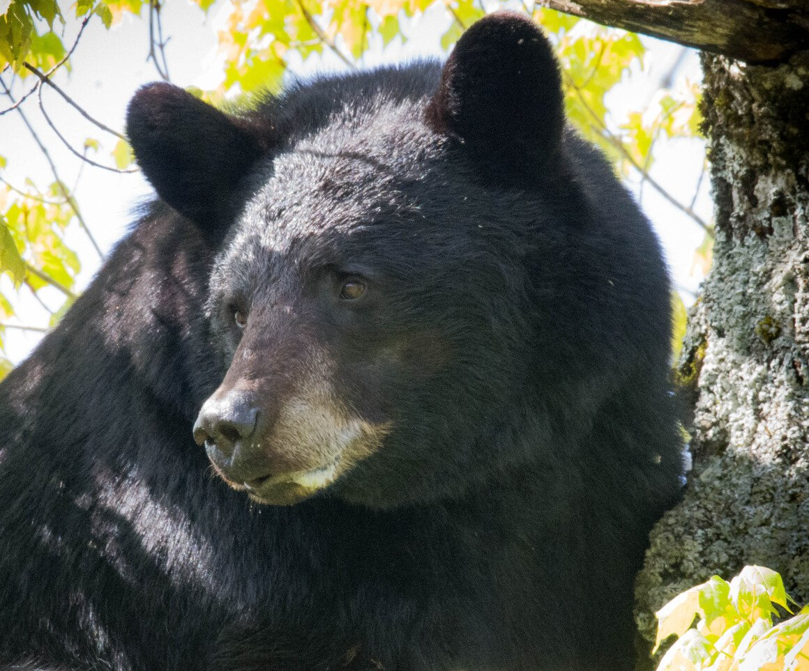 Black bear standing in sun-dappled trees, looking to the side