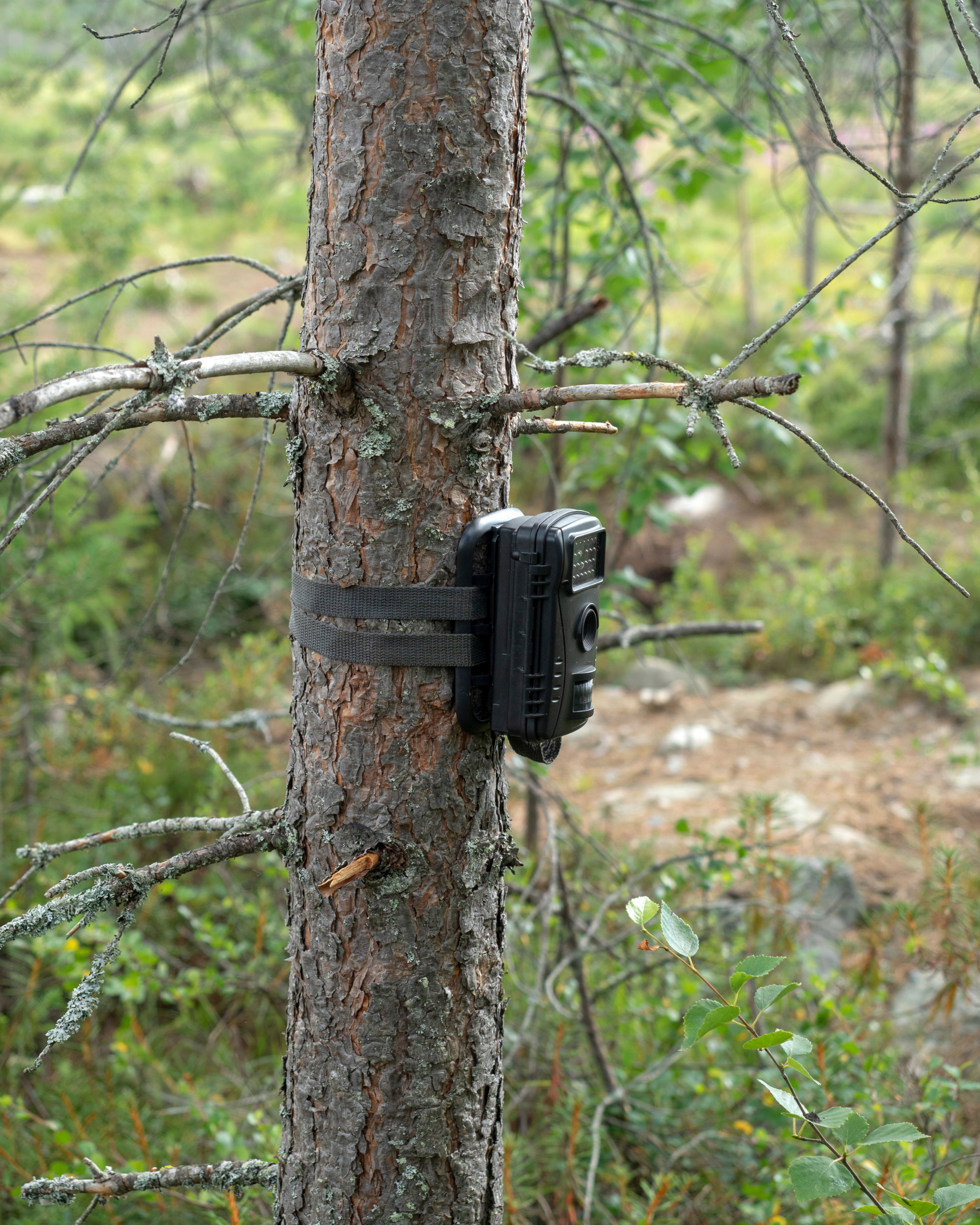 A trail camera secured to a tree for long-term wildlife monitoring.