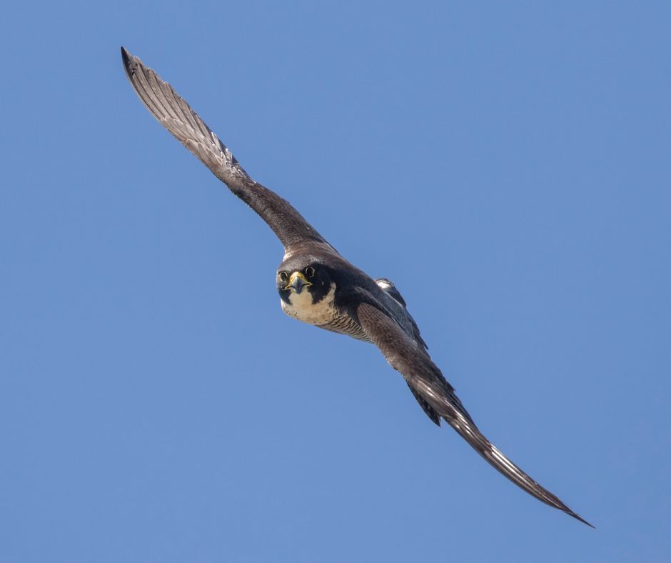 Peregrine falcon in flight against a bright blue sky, wings spread.