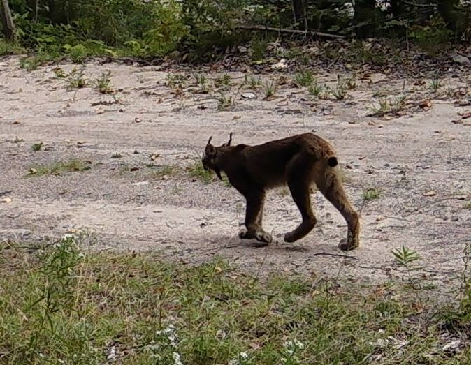 Lynx walking on a dirt road, brown fur, short tail, ears pointed, near foliage.