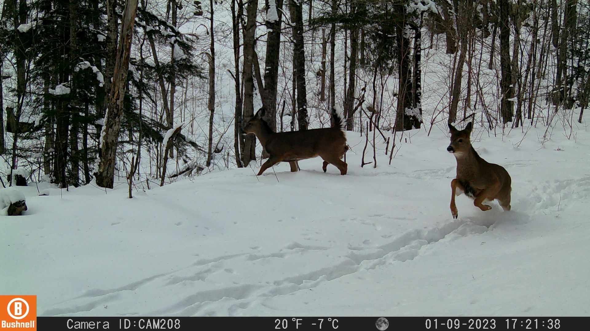 Two deer standing in a snowy forest, one looking back near trees.