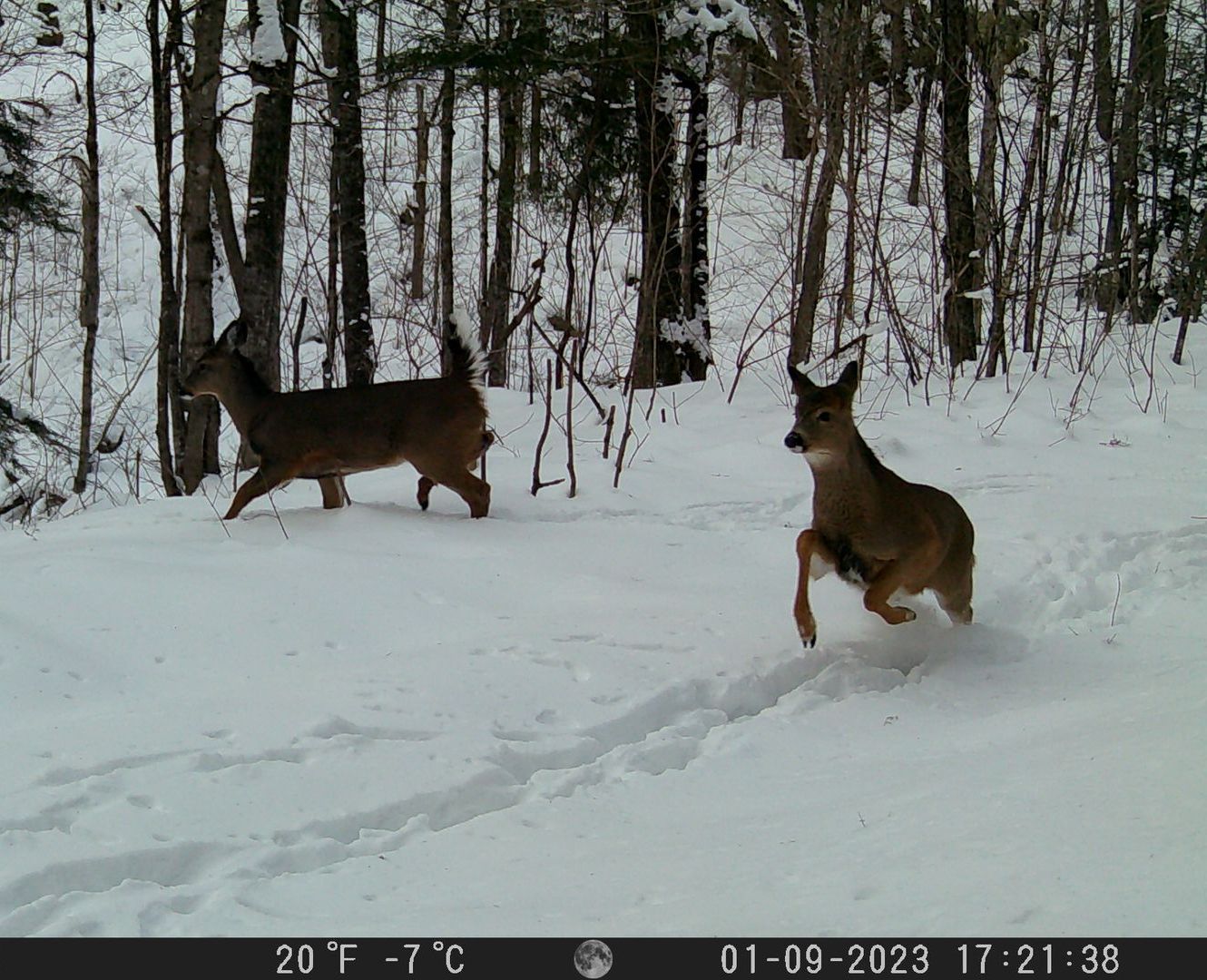 Two deer running through snow-covered woods. One deer is leaping, the other running beside it. Winter scene.