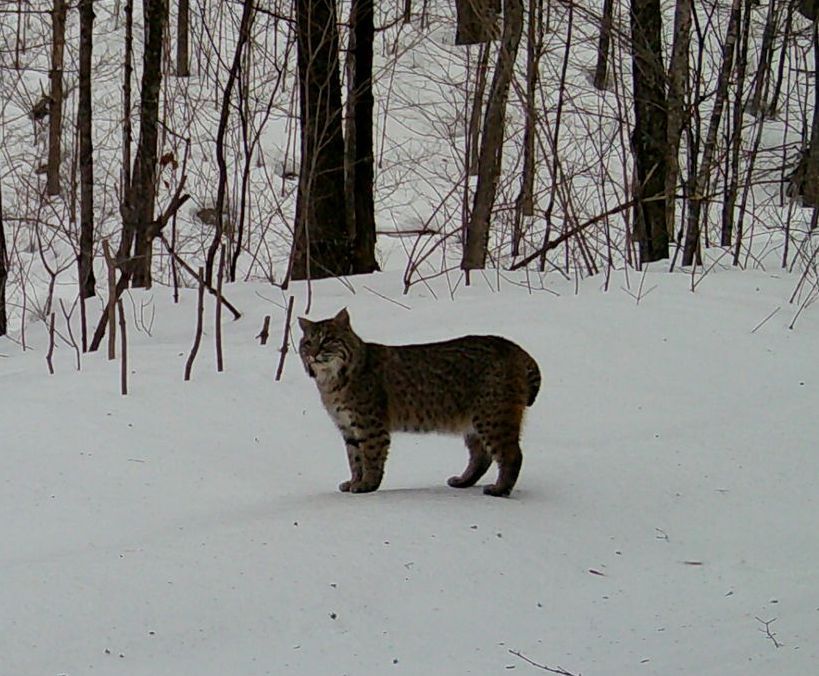 Bobcat standing in snow-covered woods, brown fur with black spots, alert posture.