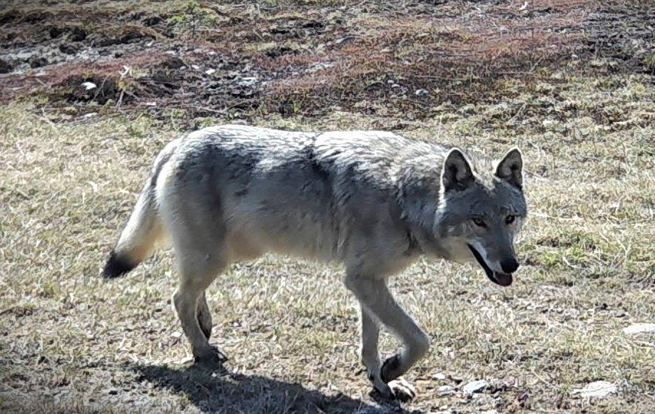Gray wolf walking on dry grass, looking toward the camera