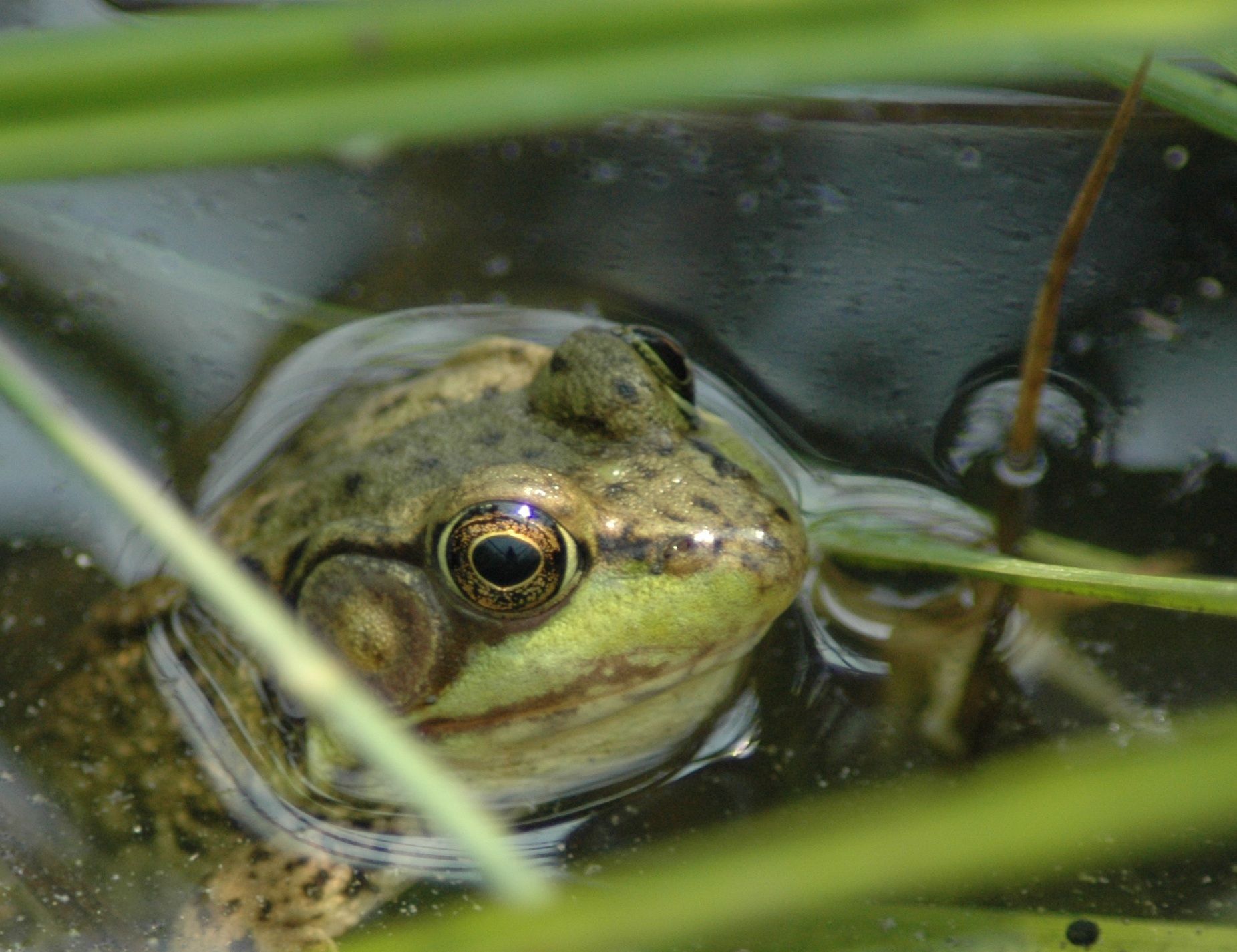 Frog with brown and green skin, eyes open, partially submerged in water, surrounded by green reeds.