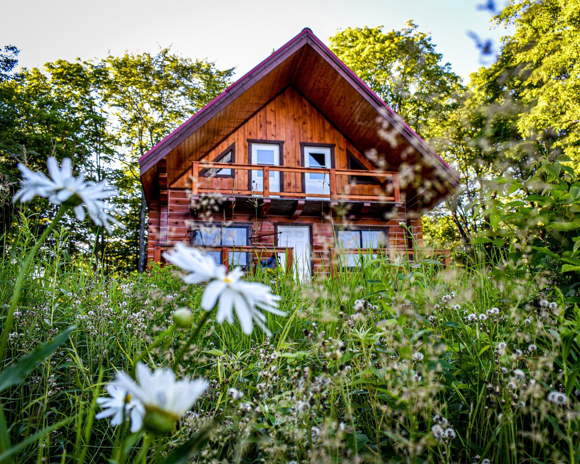 Wooden cabin surrounded by tall grass and wildflowers; nestled in trees.