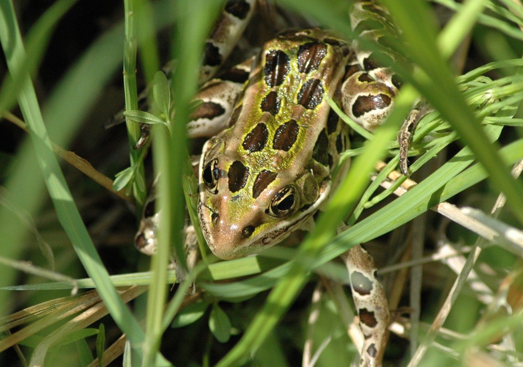 Frog with brown and green markings, partially hidden in tall green grass.