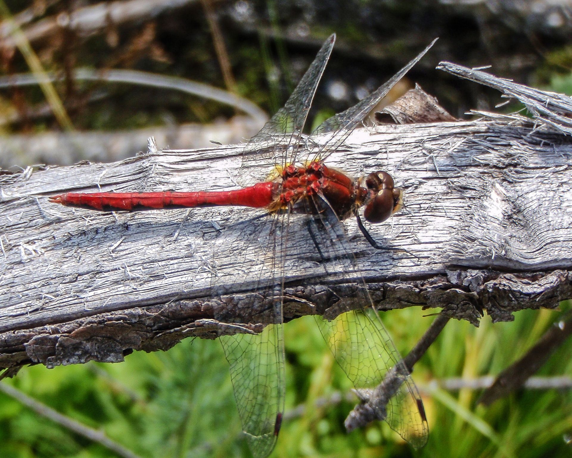Red dragonfly resting on a weathered, gray branch. Green foliage in background.