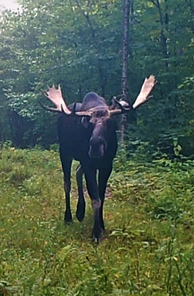 Moose with large antlers standing in a grassy clearing, surrounded by trees.