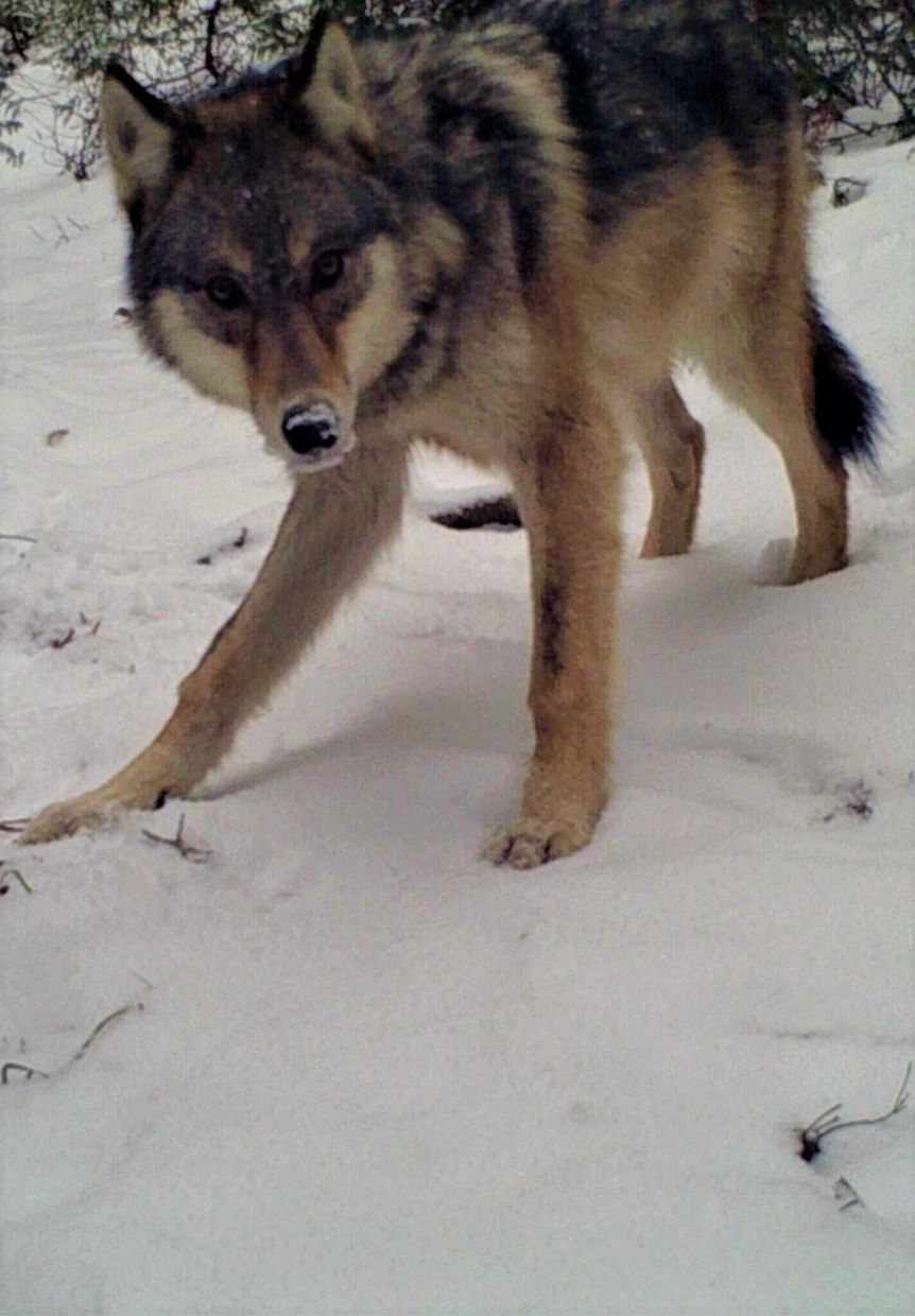 Wolf walking on snow, looking directly forward. Gray and tan fur, outdoors.