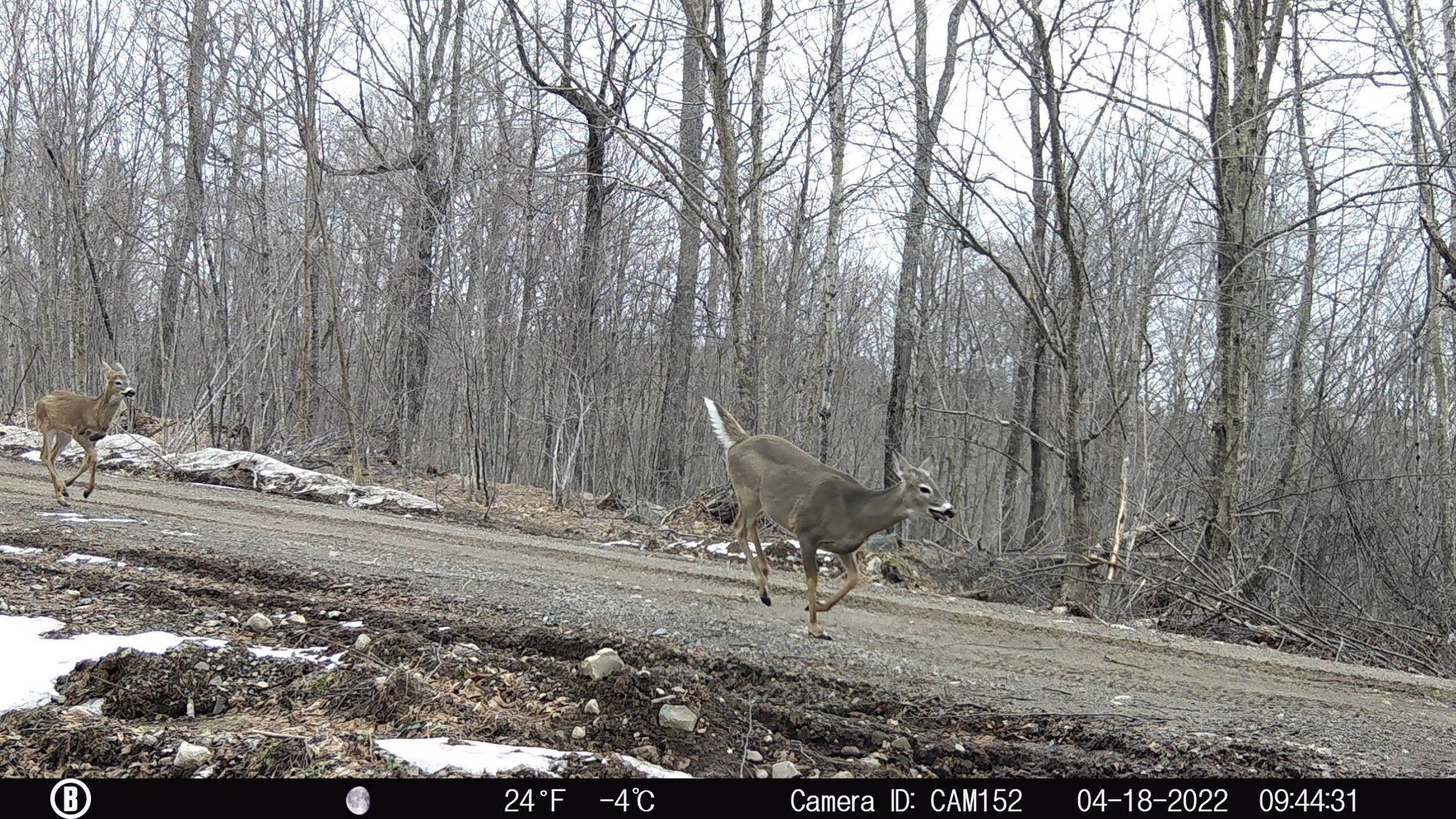 Two deer on a dirt road in a wooded area. One deer is running, the other is standing.