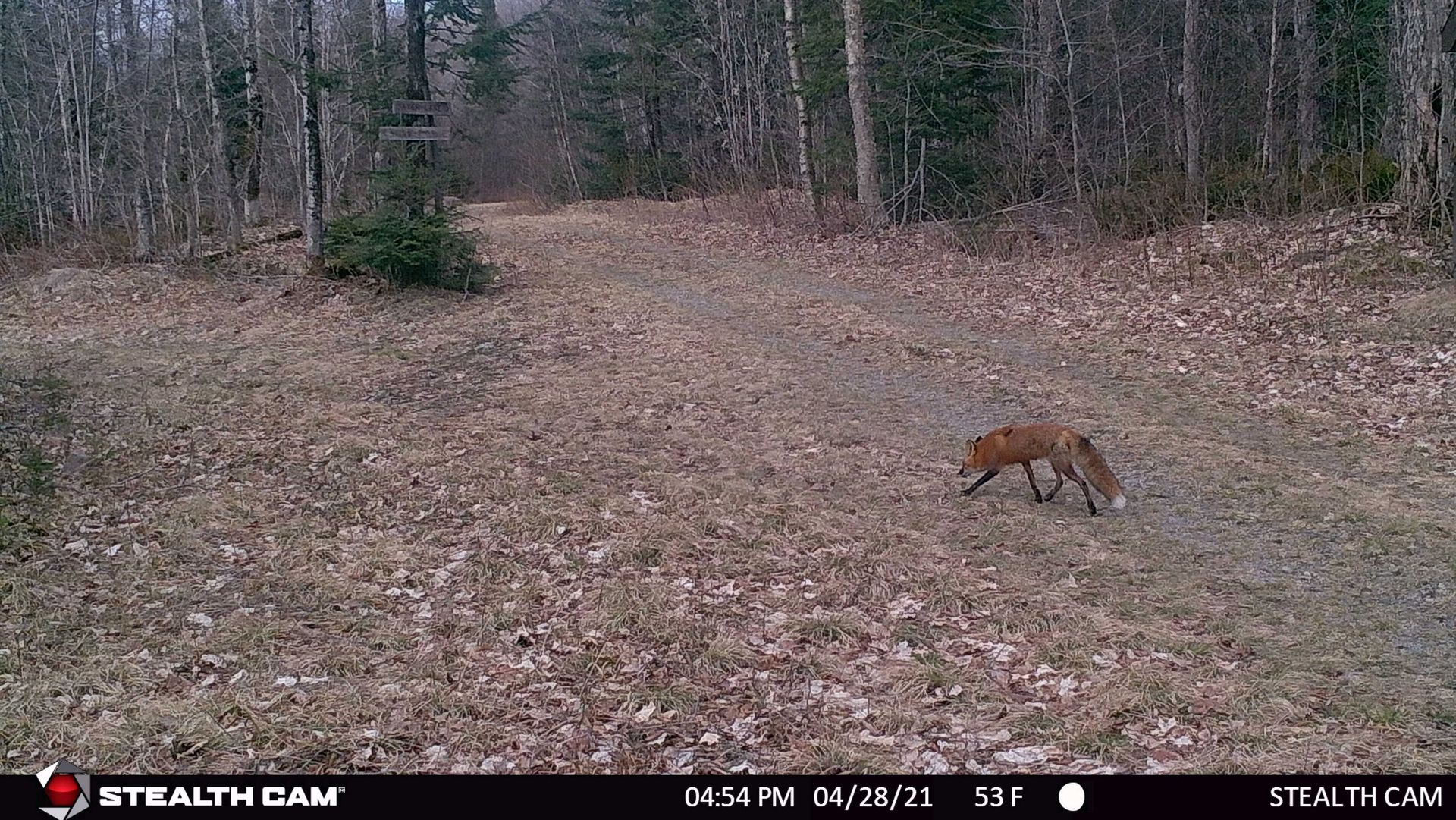 Fox walking across a field with brown grass, trees in background.