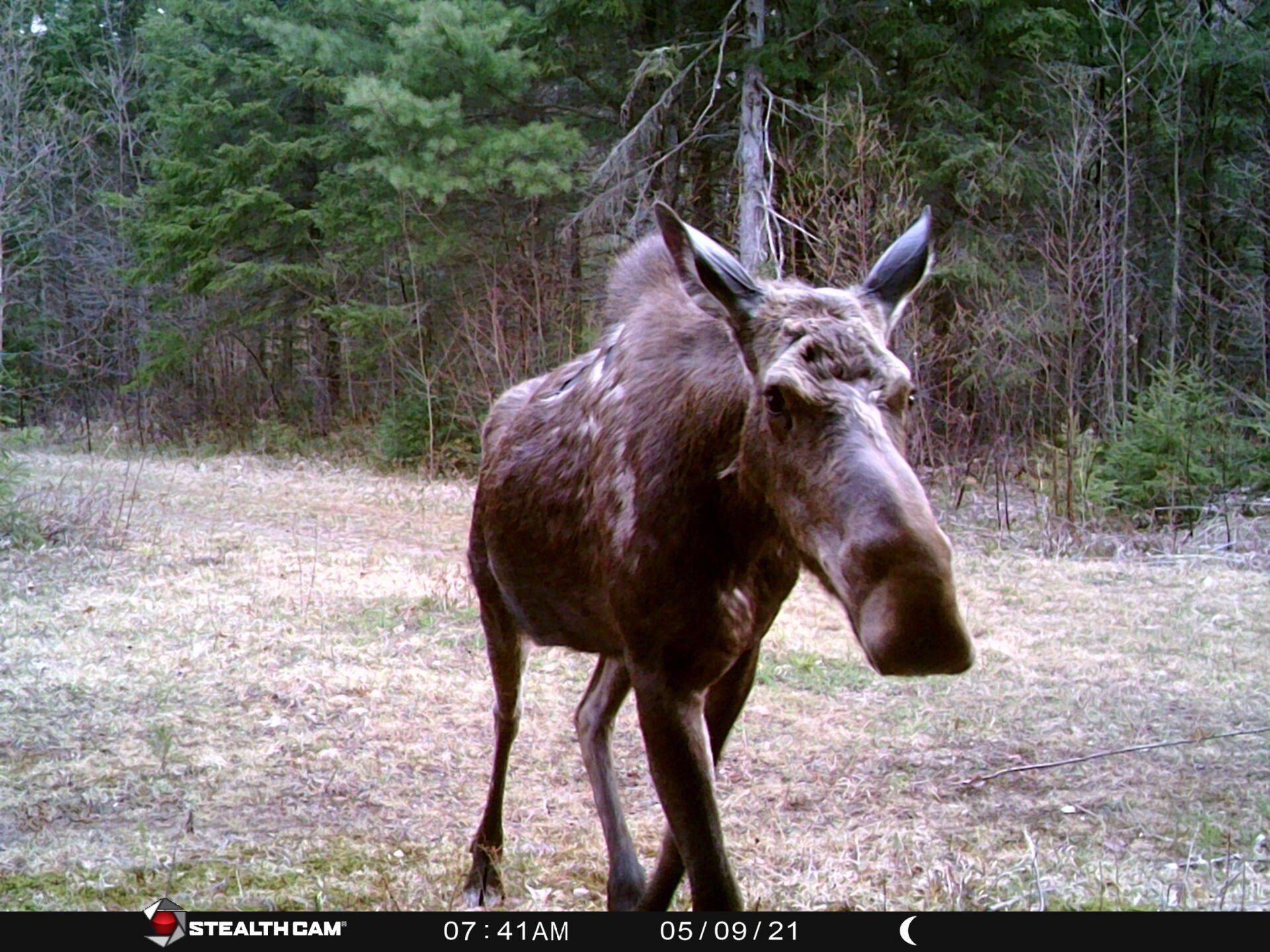 Moose standing in a forest clearing, facing the camera.