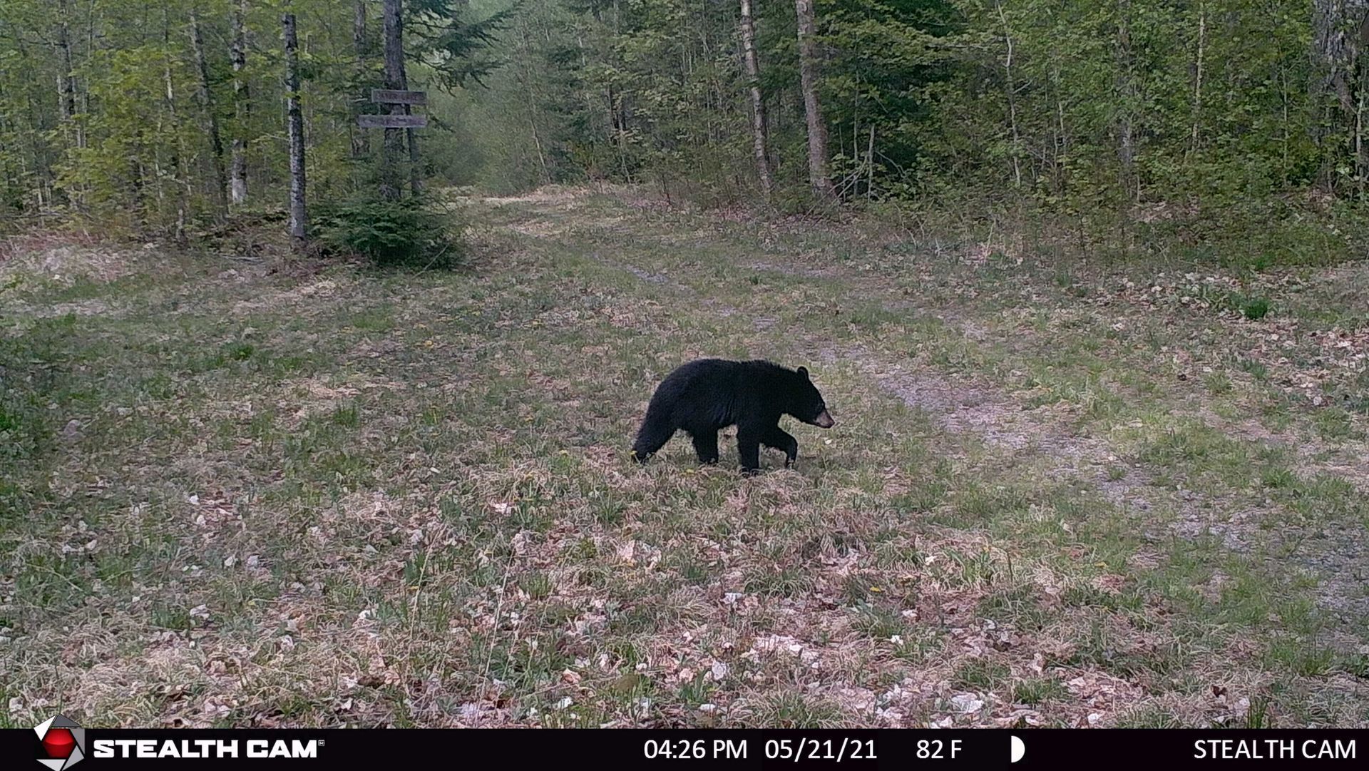 Black bear walking in a grassy clearing toward a wooded area.