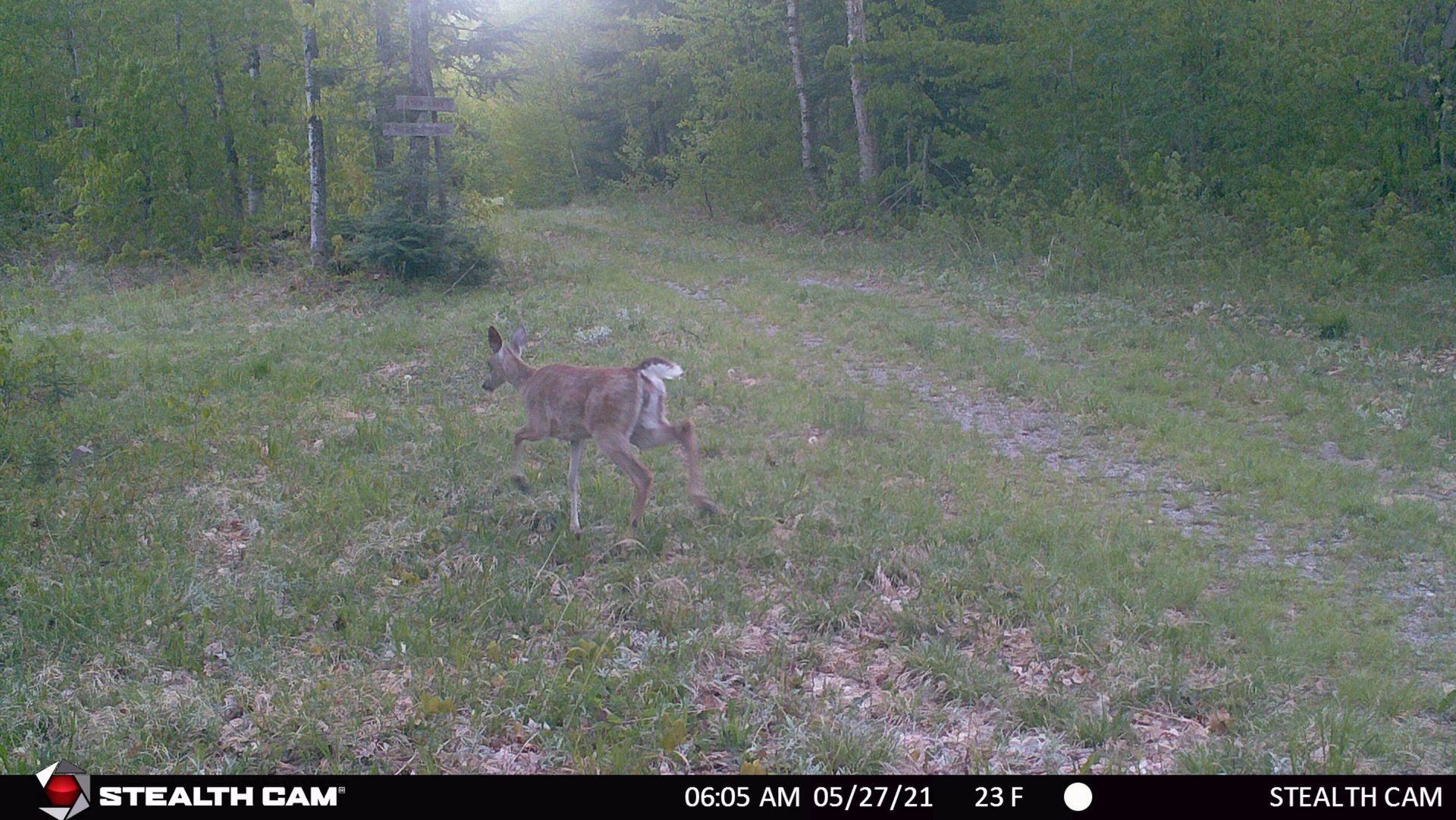Deer walking in a grassy clearing next to a forest.