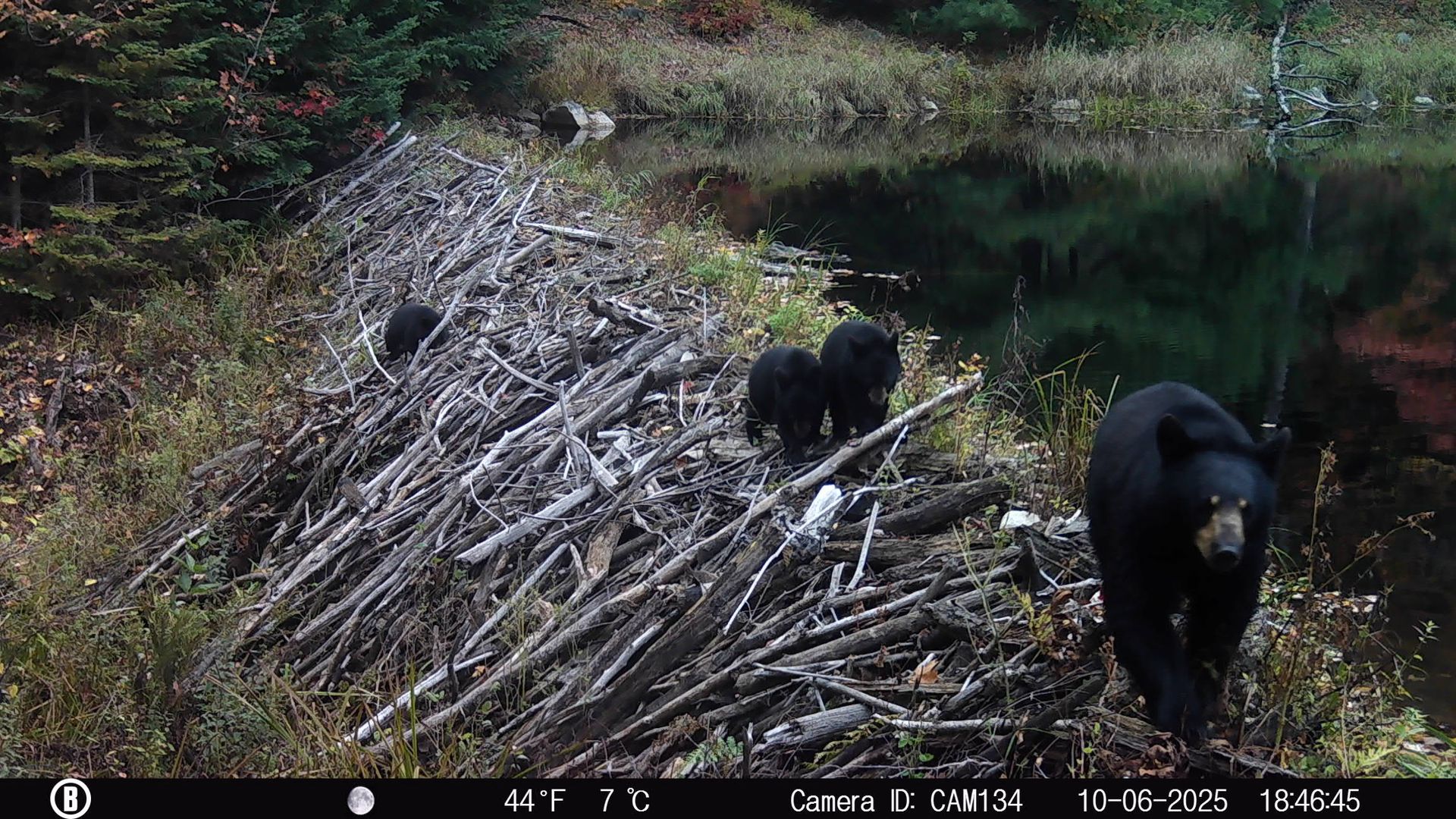 A mother black bear and her three cubs using a beaver dam to cross a pond.