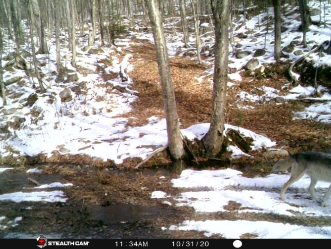A wolf walks near a stream in a snowy forest. Bare trees, fallen leaves, and rocks are visible.