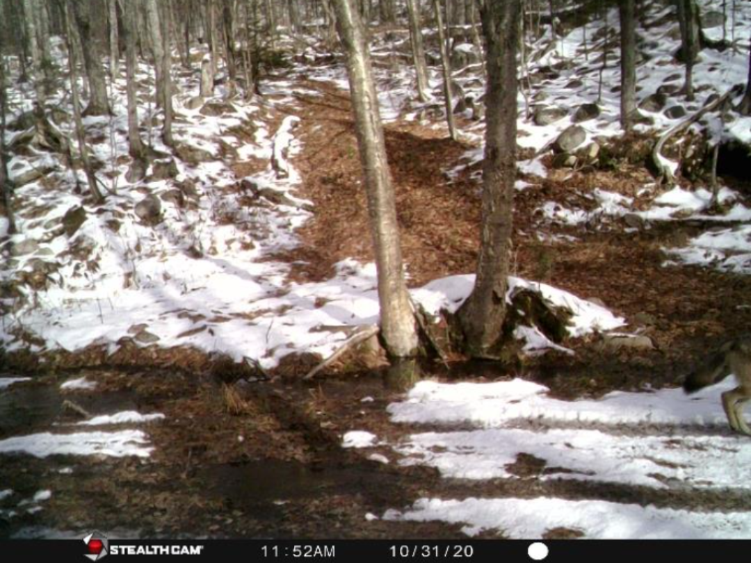 A trail camera photo of a snowy forest with a deer running right and trees.