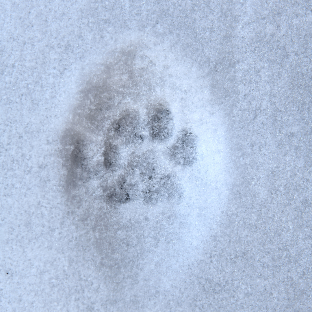 Cat paw print pressed into fresh snow.
