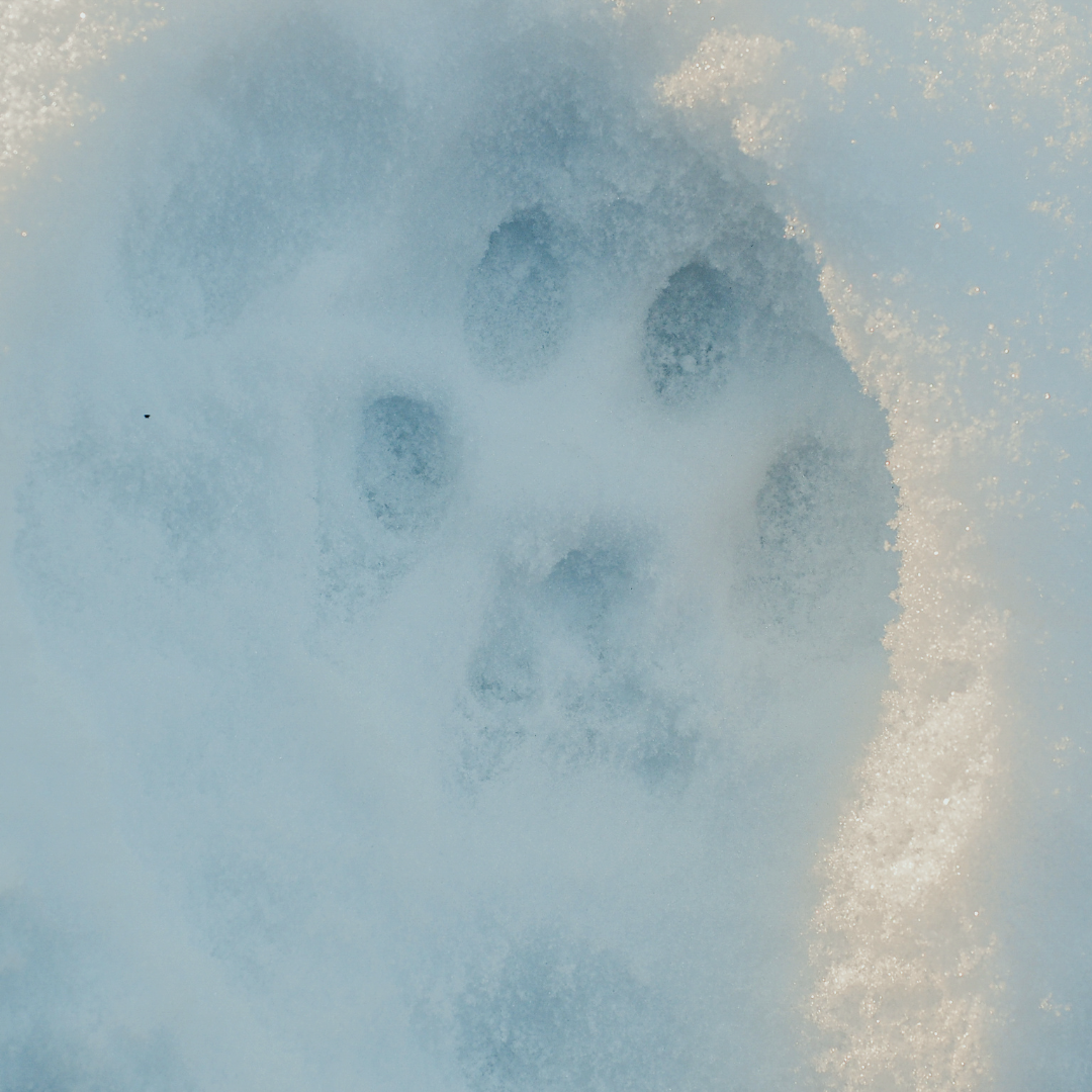 Paw print pressed into fresh snow.