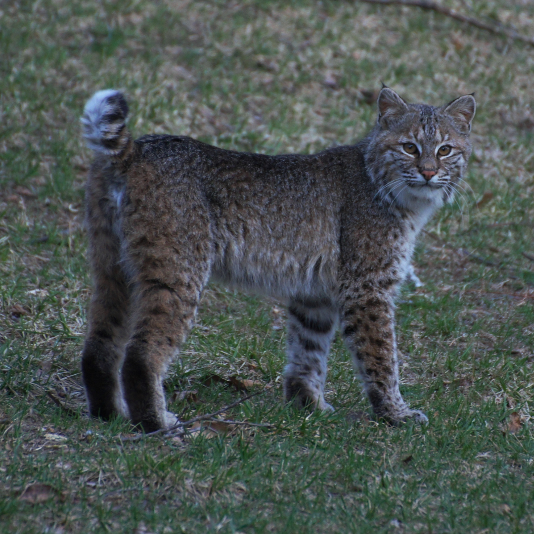 Bobcat standing on grass, looking at the camera. Tan and brown fur, short tail, outdoor setting.