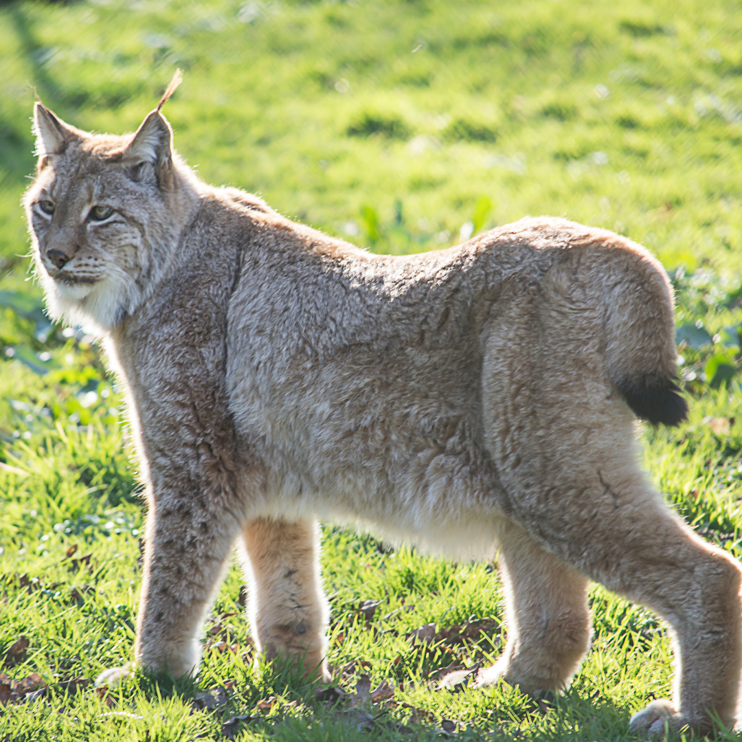 Lynx stands in green grass, facing left. Tan fur, short tail, tufted ears.
