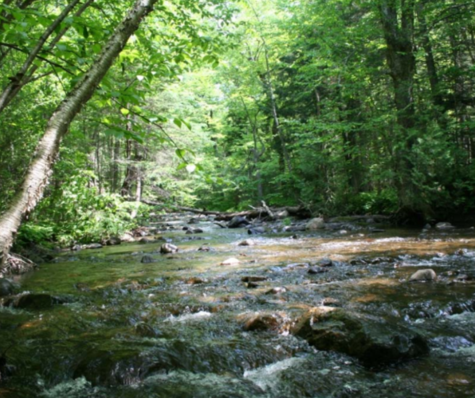 Shallow forest stream with clear water flowing over rocks, surrounded by lush green trees