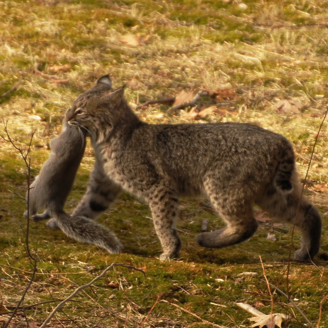 Bobcat walking through grass, carrying a gray squirrel in its mouth.