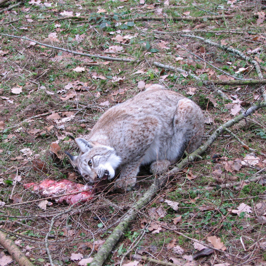 Lynx eating prey in a wooded area; brown fur, pink meat, autumn leaves.