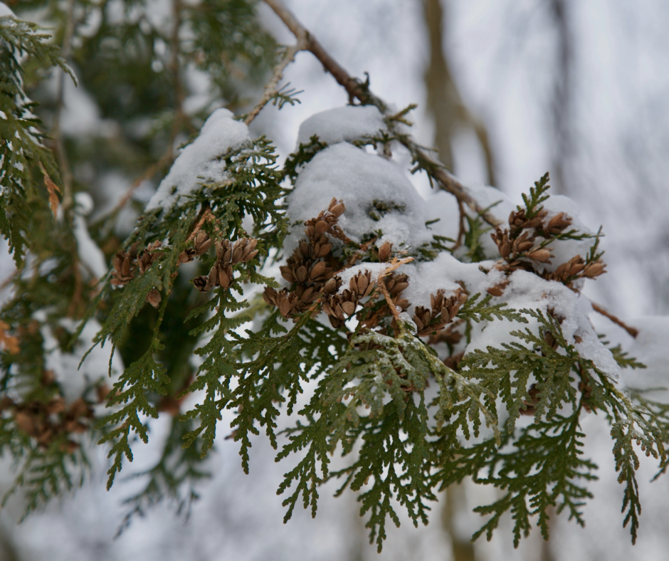 Snow-covered evergreen branches with brown cones. Winter scene, possibly a forest.