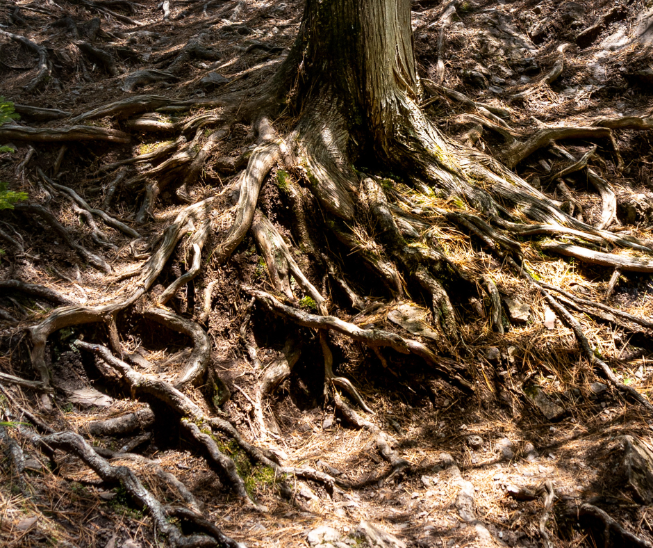 Close-up of tangled tree roots and exposed soil with moss in a forest setting