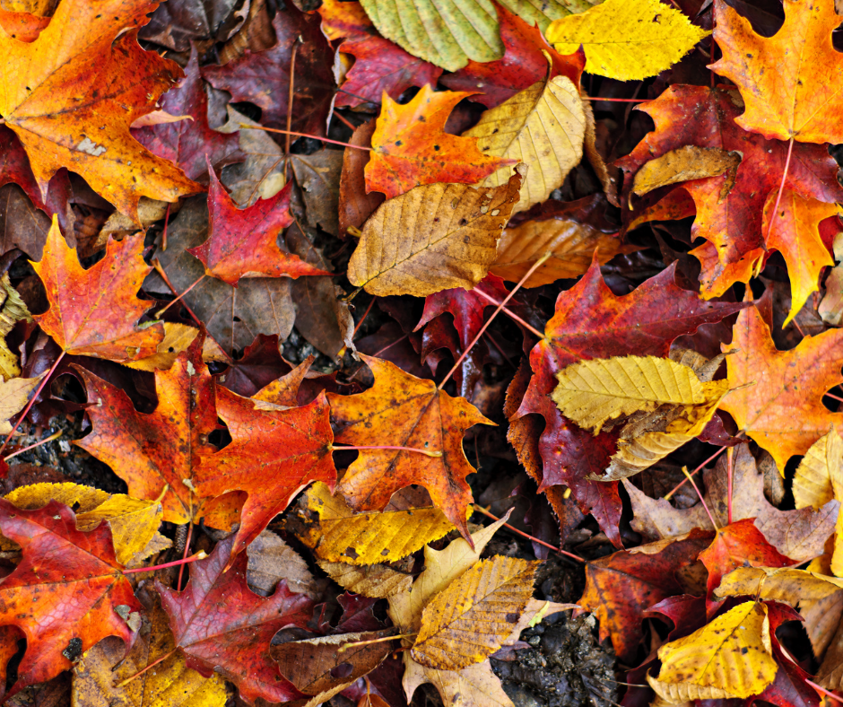 Colorful autumn leaves on the ground: red, orange, and yellow hues.