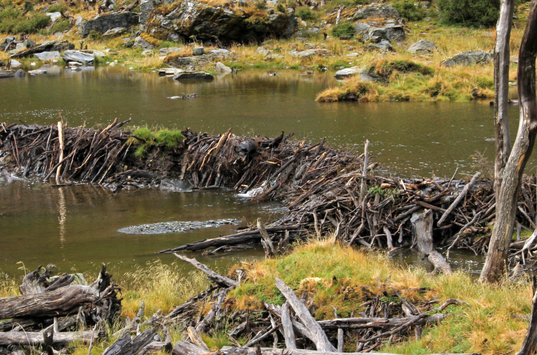 Beaver dam across a murky pond, constructed of logs and branches, in a grassy wetland setting.