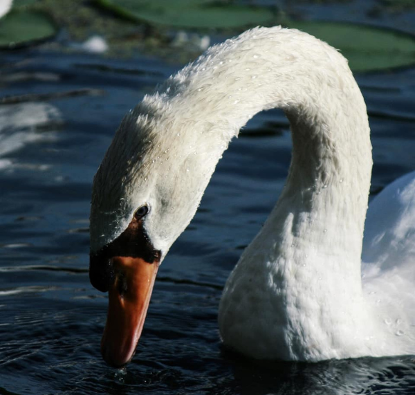 White swan with orange beak dips its head into dark water.