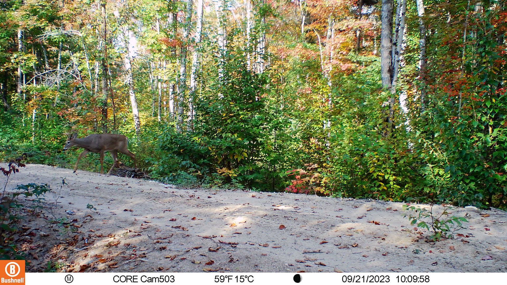Deer walking across a dirt path in a forest with green and autumn-colored trees.