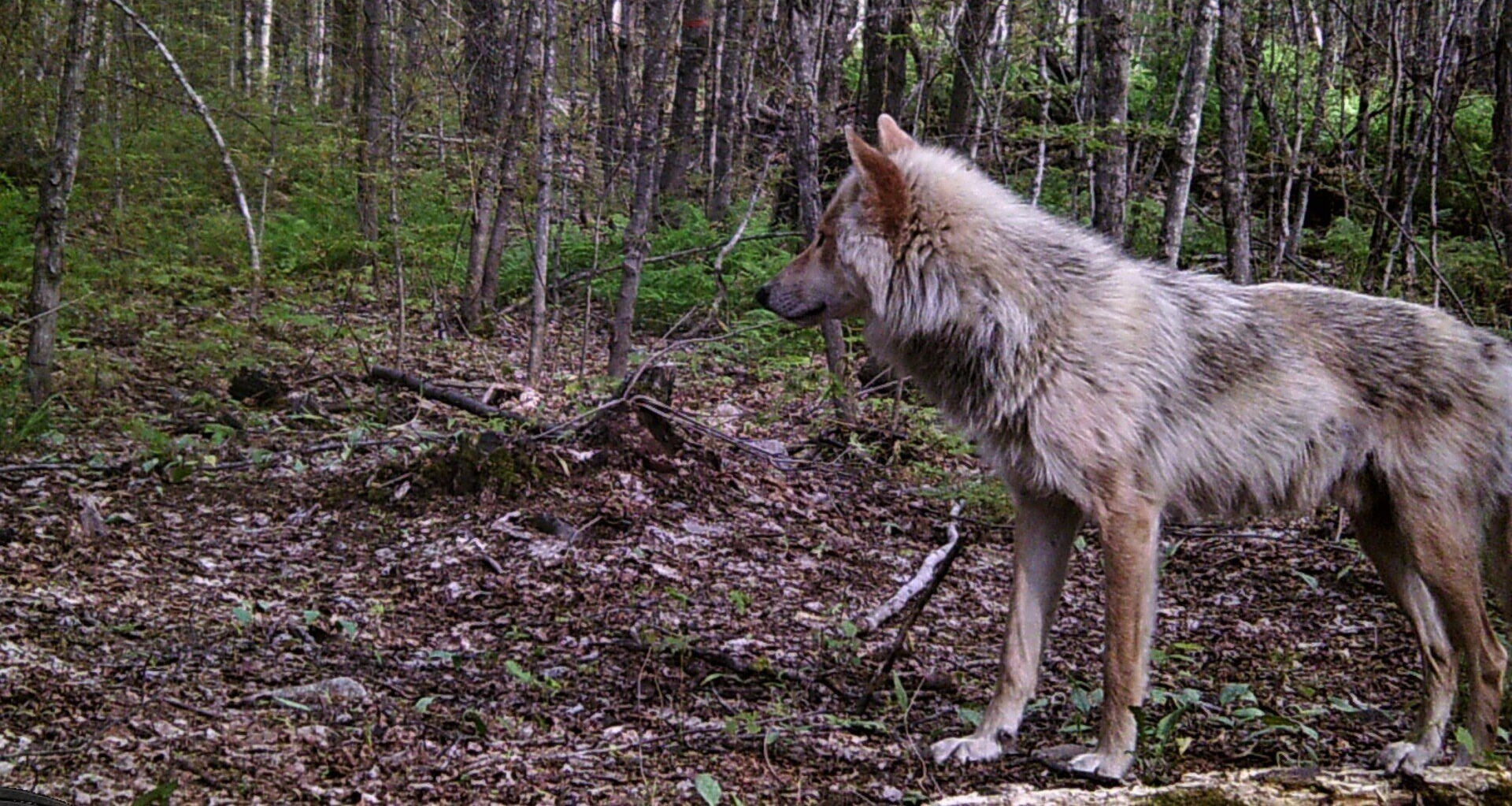 Gray wolf standing in a forest clearing, looking left.