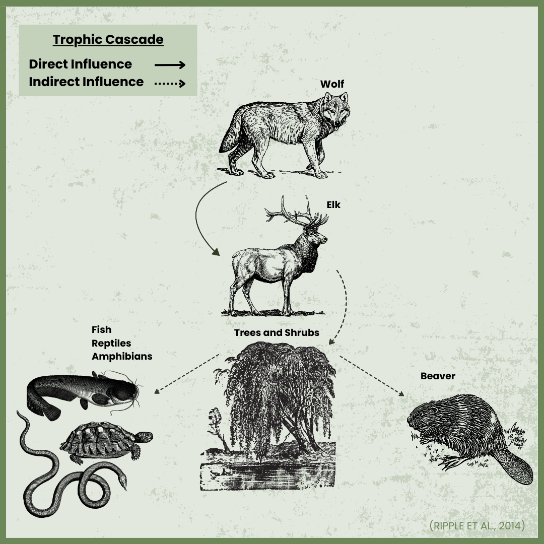 Trophic cascade diagram showing wolves, trees, deer, amphibians, and beavers with direct and indirect influences