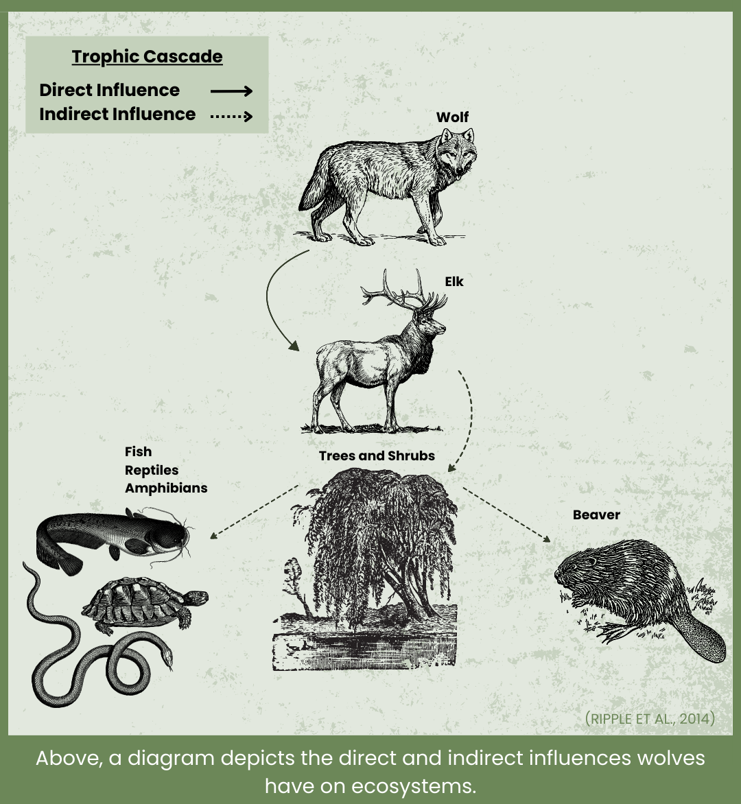 Diagram of a trophic cascade: wolves influence elk, which affects trees, reptiles, and beavers, illustrating direct/indirect influence.