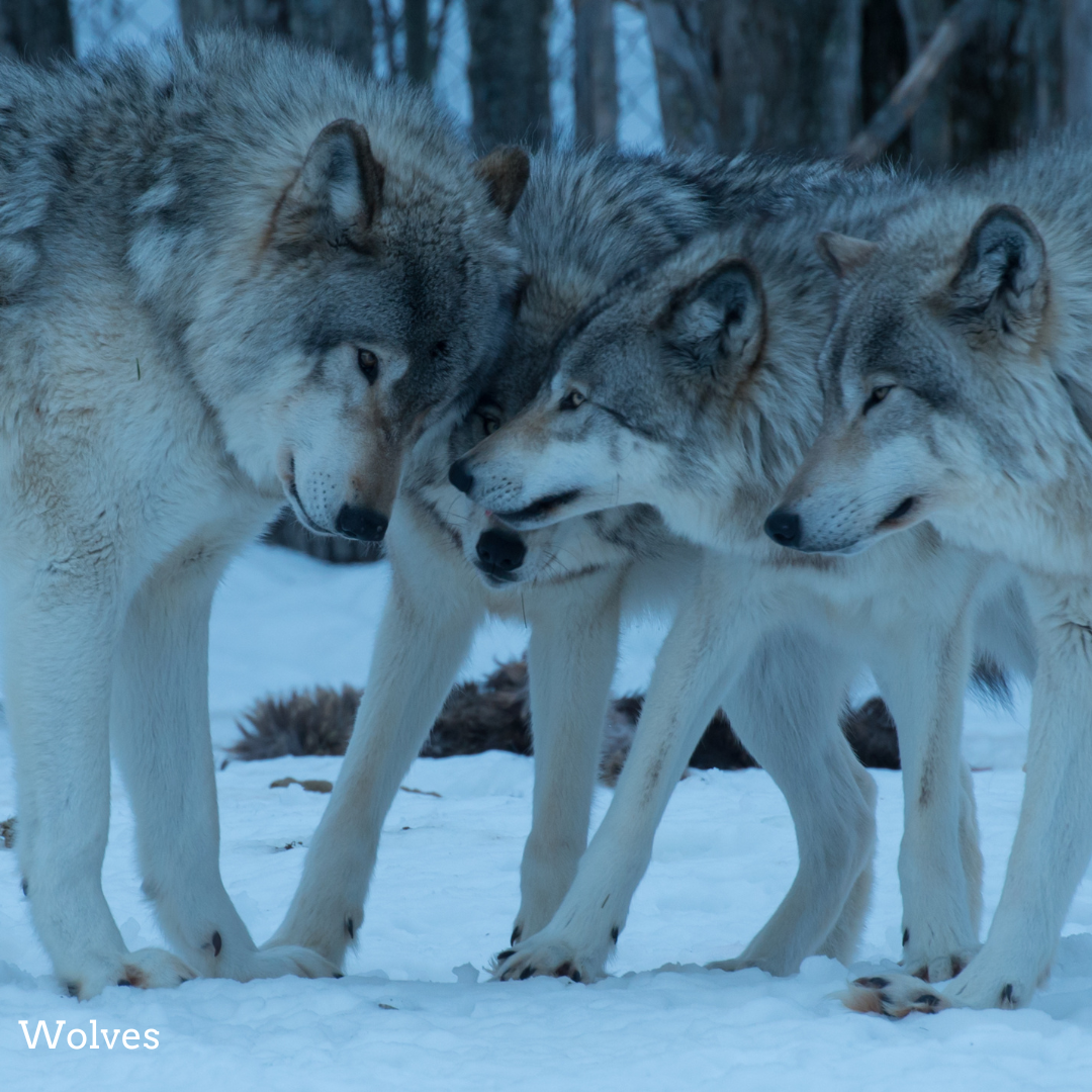 Three wolves standing close together in a snowy forest