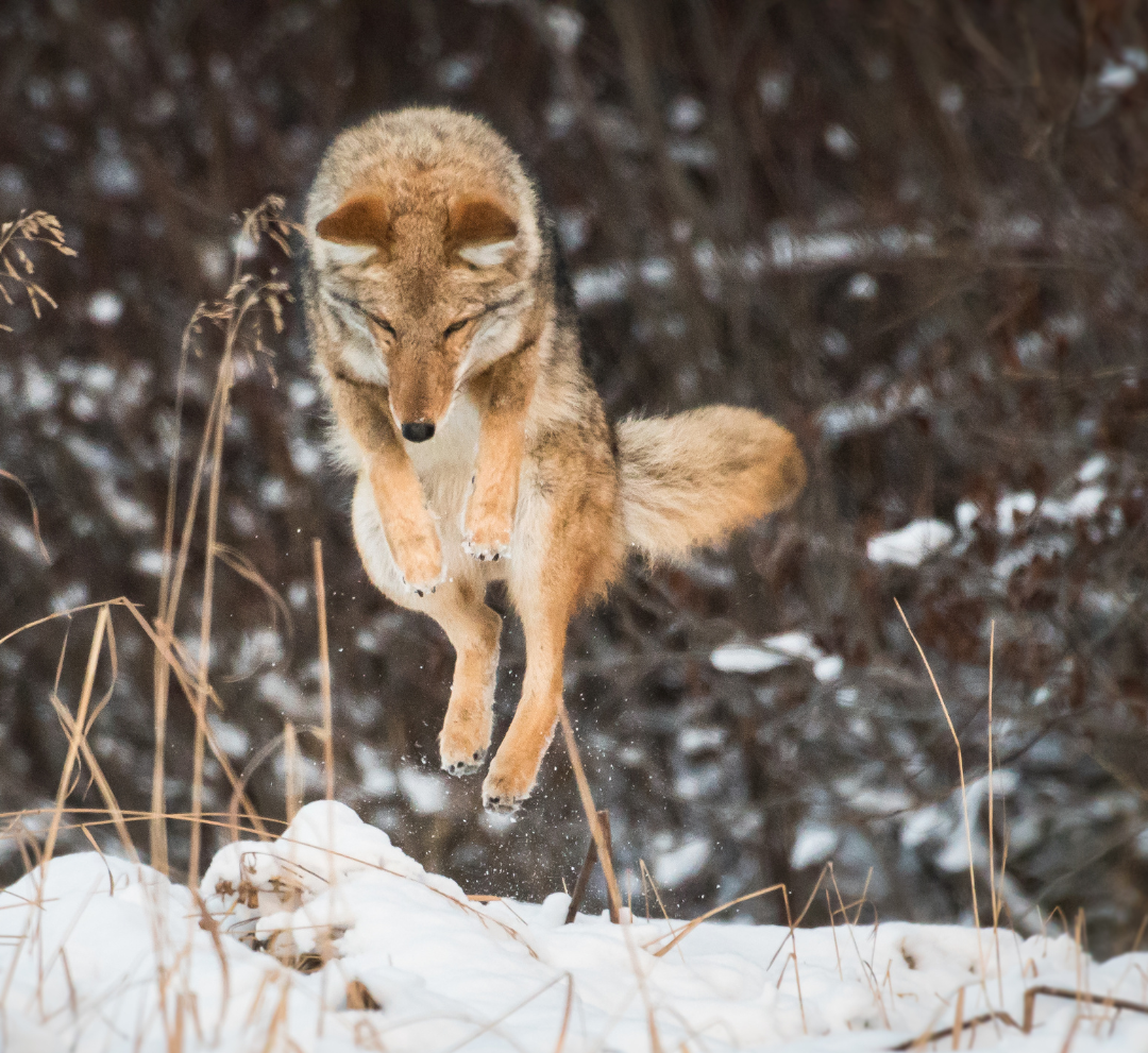 Coyote leaping through snowy grass with a blurred winter forest background