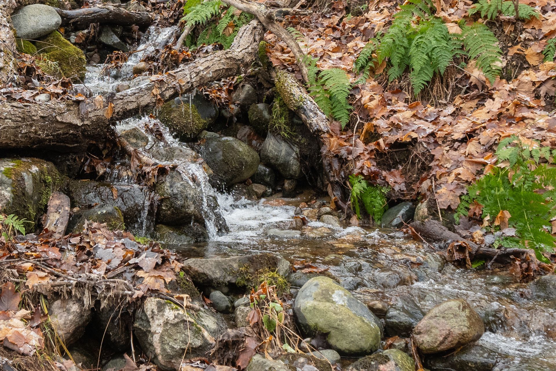 Small rocky stream flowing through a forest with autumn leaves and green moss-covered stones