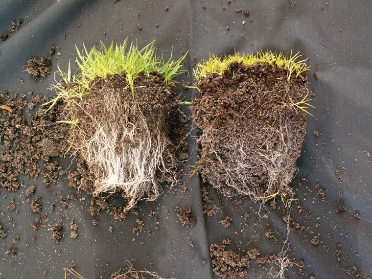Two uprooted grass clumps showing soil and white roots on a dark tarp.