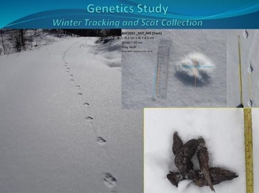 Winter tracking and scat collection study collage with snowy footprints, fur sample, and animal remains