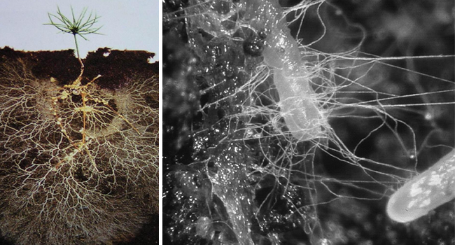 Plant roots intertwined with a dense fungal network in soil, shown in cross-section and close-up.