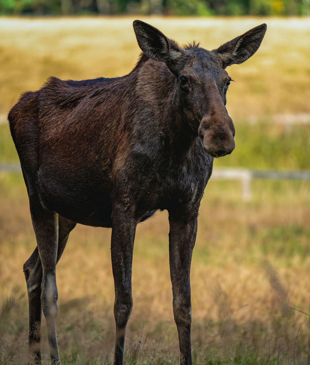Moose standing in a green forest clearing with large antlers raised