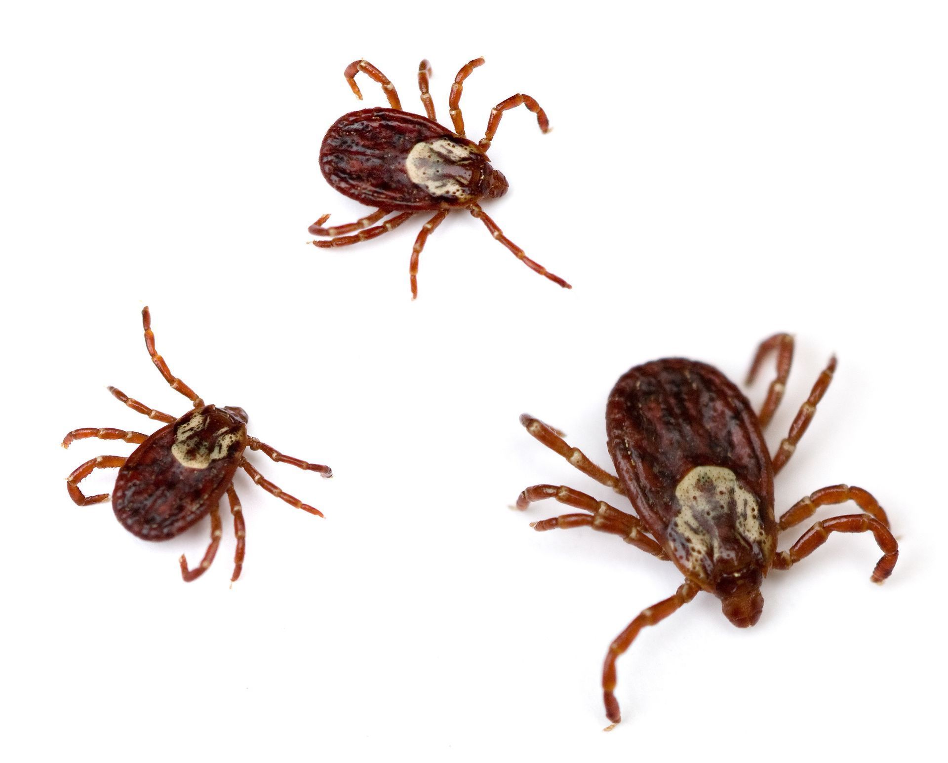 Three ticks with reddish-brown bodies and legs on a white background.
