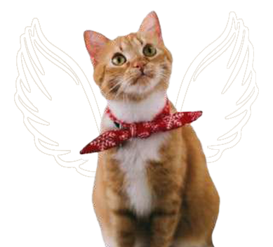 gato